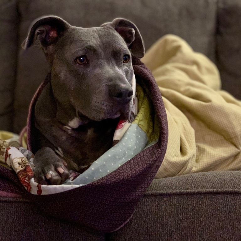 Portrait of Blue, a Staffordshire Terrier, wrapped in a blanket on the couch